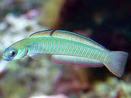 Ptereleotris Zebra - Zebra Torpedogrundel