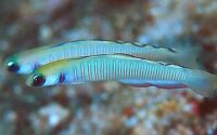 Ptereleotris Zebra - Zebra Torpedogrundel