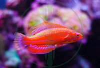 Paracheilinus carpenteri - Carpenters Zwerglippfisch