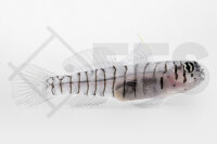 Elacatinus Macrodon - Tigergrundel Nachzucht