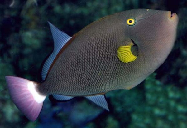 Melichthys Vidua - Rotschwanz-Drückerfisch