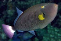 Melichthys Vidua - Rotschwanz-Drückerfisch