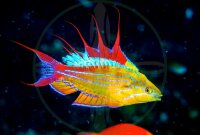 Paracheilinus filamentosus - Fahnen Zwerglippfisch