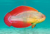 Paracheilinus octotaenia - Rotmeer Zwerglippfisch