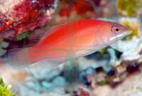 Pseudocheilinus evanidus - Streifen Zwerglippfisch