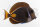 Acanthurus Achilles - Achilles Doktorfisch