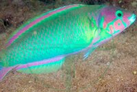 Thalassoma genivittatum - Vielfarben Lippfisch