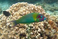 Thalassoma genivittatum - Vielfarben Lippfisch