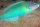 Thalassoma genivittatum - Vielfarben Lippfisch