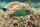 Thalassoma genivittatum - Vielfarben Lippfisch