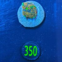Ricordea Florida - Scheibenanemone multicolor...