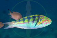 Thalassoma hardwicke - Hardwicks Lippfisch