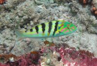Thalassoma hardwicke - Hardwicks Lippfisch