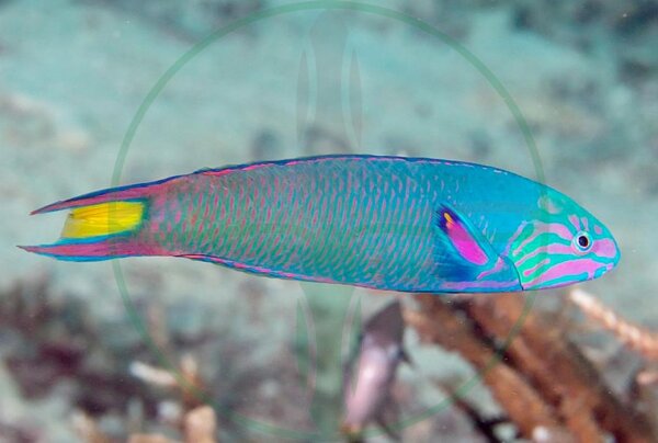 Thalassoma lunare - Mondsichel Lippfisch