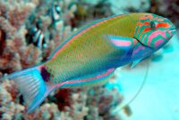 Thalassoma lunare - Mondsichel Lippfisch