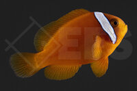 Amphiprion Frenatus - Weißbinden Glühkohlen...