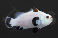 Amphiprion ocellaris - Falscher Clownfisch "Snow...