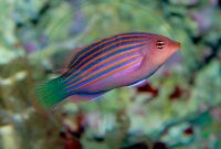 Pseudocheilinus hexataenia - Sechsstreifen Lippfisch