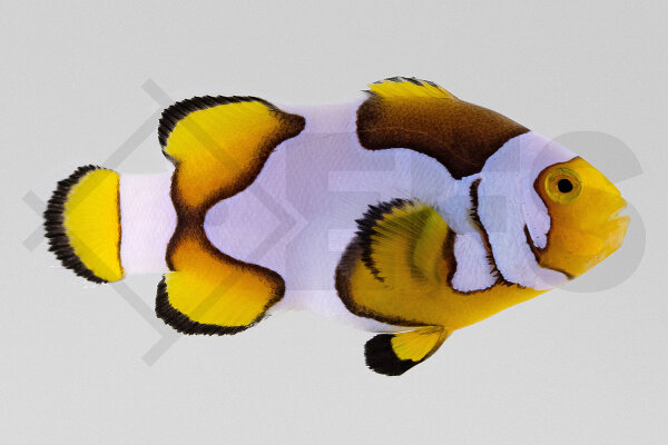 Amphiprion Percula - Echter Clownfisch "Premium Picasso" NZ