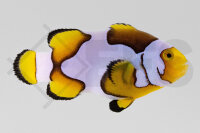 Amphiprion Percula - Echter Clownfisch "Premium...