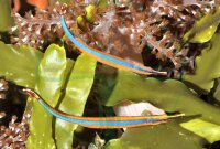Doryrhamphus excisus - Blaustreifen Seenadel