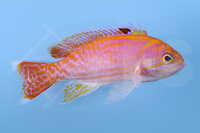 Pseudanthias bimaculatus - Zweifleck Fahnenbarsch weiblich