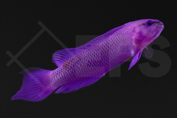 Pseudochromis fridmani - König-Salomon Zwergbarsch ´´hell´´Nachzucht