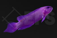 Pseudochromis fridmani - König-Salomon Zwergbarsch...