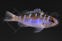 Serranus tortugarum - Blau-roter Tabakbarsch