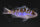 Serranus tortugarum - Blau-roter Tabakbarsch