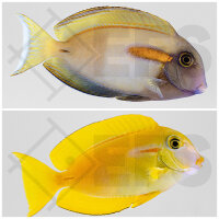 Acanthurus Olivaceus - Orangefleck-Doktor
