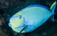 Naso Hexacanthus - Blauklingen-Nasendoktorfisch