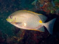 Siganus Lineatus - Goldfleck-Kaninchenfisch Nachzucht