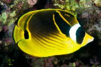 Chaetodon Lunula - Mondsichel-Falterfisch