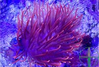 Entacmaea quadricolor - Kupferanemone Rot Nachzucht