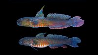 Cryptocentroides Gobiodes - Verzierte Austern Grundel...