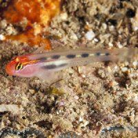 Elacatinus Puncticulatus - Rotkopfgrundel