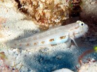 Gnatholepis Thompsoni - Goldpunktgrundel
