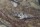 Istigobius Ornatus - Schmuckgrundel