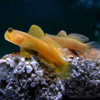 Cryptocentrus cyanotaenia - Lagunen Wächtergrundel