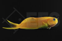 Ecsenius Midas - Gold - Schleimfisch