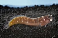 Ecsenius Midas - Gold - Schleimfisch