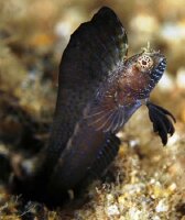 Emblemaria Pandionis - Segelflossen-Blenny