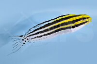 Meiacanthus Grammistes - Zebra-Schleimfisch NZ
