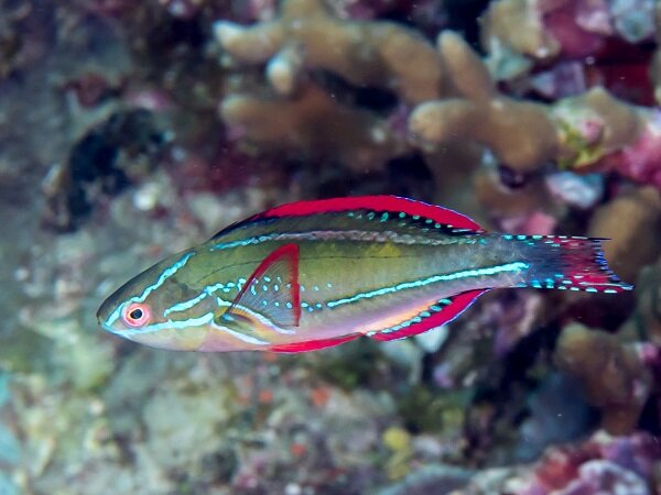 Cirrhilabrus Exquisitus - Pracht-Zwerglippfisch