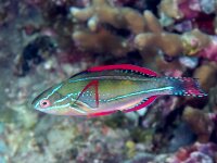 Cirrhilabrus Exquisitus - Pracht-Zwerglippfisch