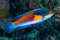 Cirrhilabrus Lyukyuensis - Gelbseiten-Zwerglippfisch