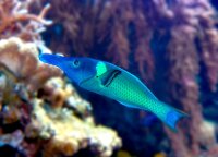 Gomphosus Caeruleus - Blauer Vogel-Lippfisch