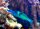 Gomphosus Caeruleus - Blauer Vogel-Lippfisch