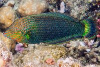 Halichoeres Marginatus - Prachtregenbogenlippfisch